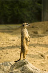 suricate is watching and guarding