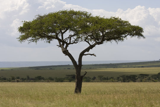Tree on Masai Mara