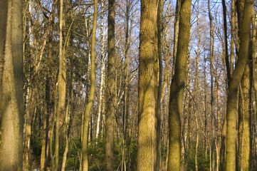 Fototapeta premium trunks of the trees in the forest