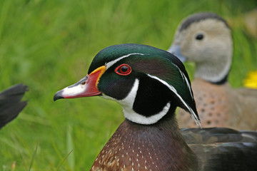Brautente, Aix sponsa, Carolina duck, Wood duck © Child of nature