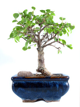 Bonsai Tree, Chinese Elm