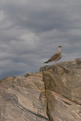 Polar partridge