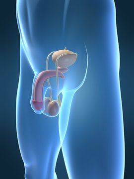 menschliche penis anatomie