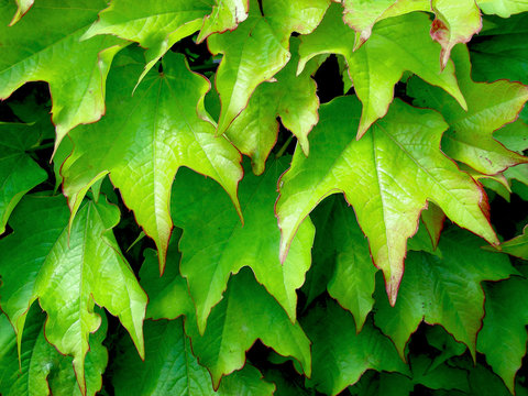 foglie-Feuilles-Leaves 1