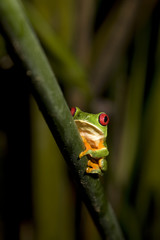 Red-eyed Leaf Frog VI