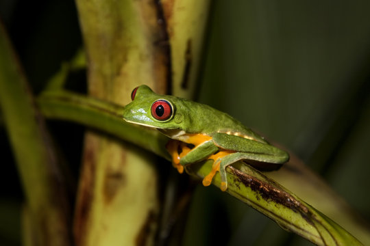 Red-eyed Leaf Frog IV © grabj