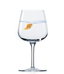 goldfish in wine glass