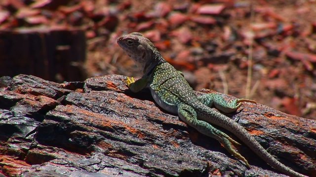 Collared lizard on petrified wood Eidechse