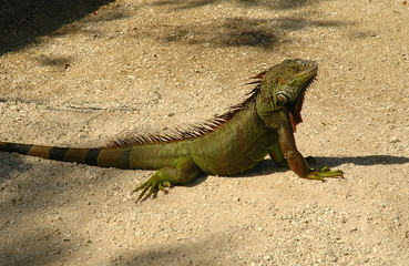 Fototapeta premium Iguana