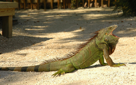 Yawning Iguana
