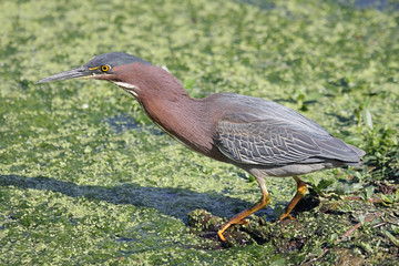 Green Heron (Butorides virescens)