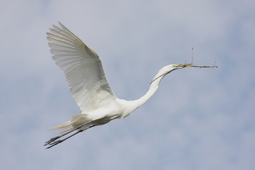 Great Egret (Ardea alba)