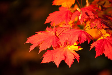 Autumn leaves