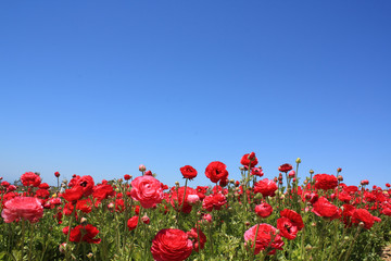 Red Ranunculus Flower XXL