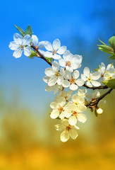 The Nature of Enchantment