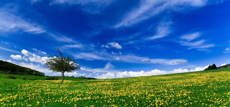 Spring landscape - green fields, the blue sky © Anobis