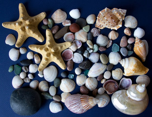 Seashells and Little Stones against the Blue Background