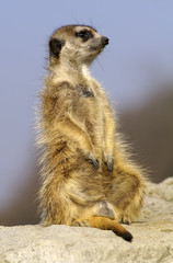 suricate