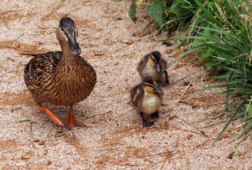 duck
