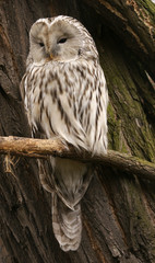 owl