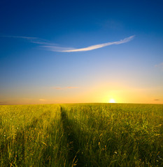 field of grass and sunset