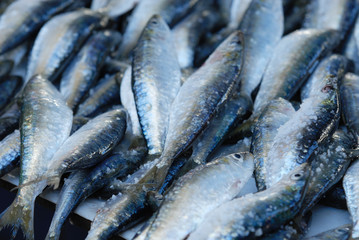 sardines fraîches