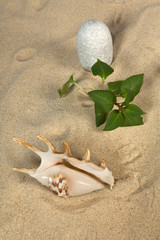 Fototapeta na wymiar Landscape with seashell and stones on sky