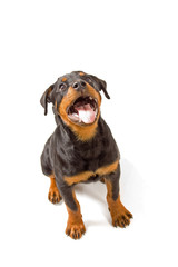 Rottweiler