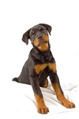 Fototapeta premium Junger Hund