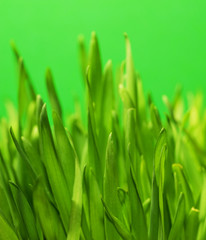 Fototapeta na wymiar Fresh green grass (shallow DoF)