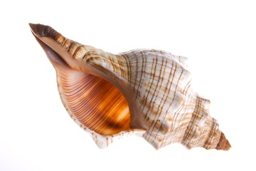 Seemuschel vor weißem Hintergrund