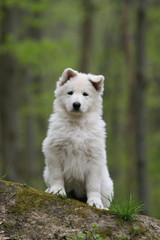 Obraz premium chiot berger blanc suisse assis de face à la campagne