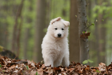 Chiot berger blanc de face sur les feuilles d'automne © Dogs