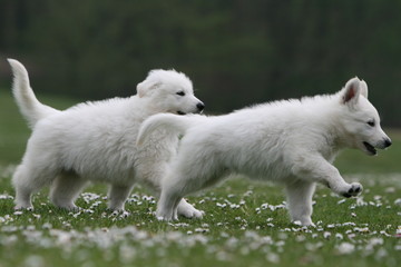 deux chiots bergers blancs suisse marchant d'un bon pas