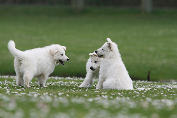 Obraz premium trois chiots bergers blancs en pleine discussion