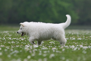 chiot berger blanc marchant de profil sur les fleurs blanches