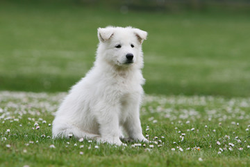chiot berger blanc suisse assis sur les fleurs blanches