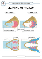 Naklejka premium FischeAtmung