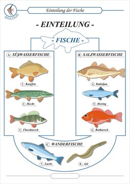 FischeEinteilung