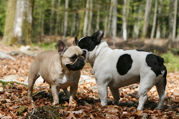 moment de tendresse de deux bouledogues français en foret