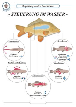 FischeSteuerung
