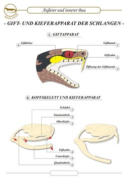 KriechtiereGiftapparat