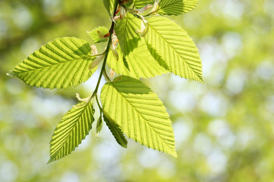 Baumfr&uuml;hling