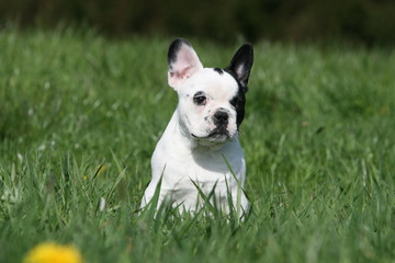 adorable chiot bouledogue fran&ccedil;ais assis dans l'herbe en ete