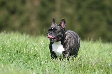 balade du bouledogue français adulte dans les champs