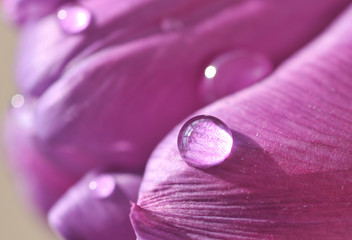 tulip petals
