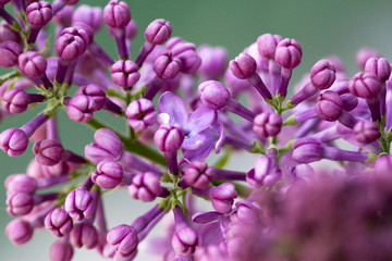 Lilac