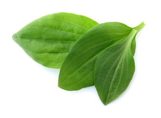Plantago mayor fresh leaves