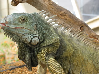 iguane