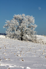 Schneelandschaft mit Mond
